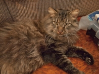 Hermes and Onjay sleep on couch P2050522Hermes and Onjay sleep on couch P2050522